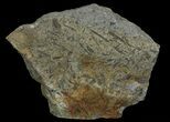 Plate Of Devonian Plant (Gosslingia) Fossils - Wales #66668-1
